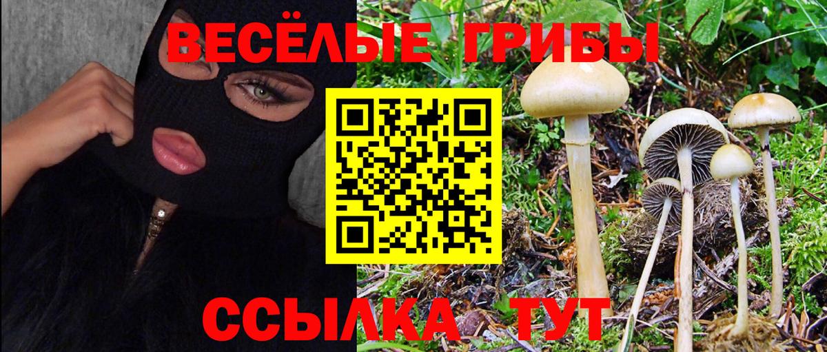 Псилоцибиновые грибы Psilocybe  Череповец  Галлюциногенные грибы Psilocybe 